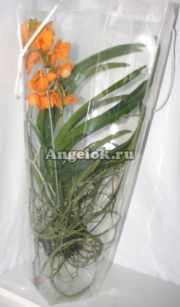 фото Ванда (Ascocenda) оранжевая от магазина магазина орхидей Ангелок