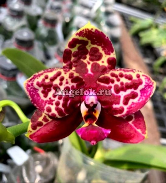 фото Фаленопсис (Phalaenopsis Yaphon Black Rose ‘BKM-13’) Тайвань от магазина магазина орхидей Ангелок