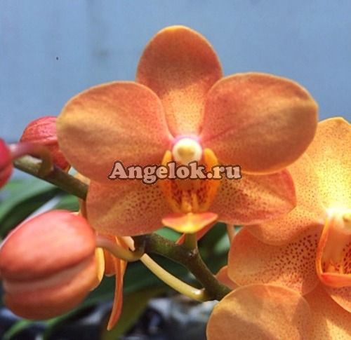 фото Асконопсис Ирене Добкин (Asconopsis Irene Dobkin 'Elmhurst') от магазина магазина орхидей Ангелок