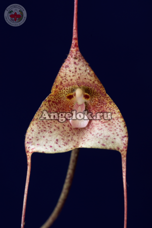 фото Дракула (Dracula janetiae) от магазина магазина орхидей Ангелок