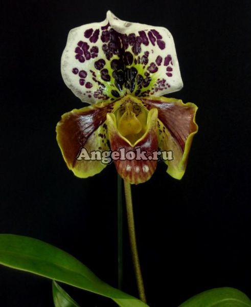 фото Пафиопедилум гибридный (Paphiopedilum hybrid) p-04 от магазина магазина орхидей Ангелок