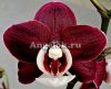 фото Фаленопсис Каода Твинкл (Phalaenopsis Kaoda Twinkle) Тайвань от магазина магазина орхидей Ангелок