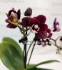 фото Фаленопсис Черная Сажа (Phalaenopsis Black Soot) от магазина магазина орхидей Ангелок