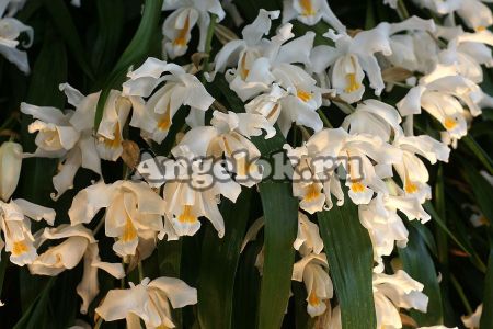 фото Целогина гребенчатая (Coelogyne cristata) от магазина магазина орхидей Ангелок