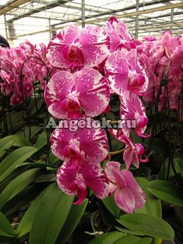 фото Фаленопсис (P.PZO Colored Phoenix) Тайвань от магазина магазина орхидей Ангелок