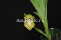 фото Ангулоа гибрид (Anguloa uniflora x Ang. virginalis) от магазина магазина орхидей Ангелок