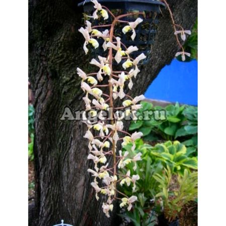 фото Гонгора (Gongora truncata) от магазина магазина орхидей Ангелок