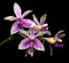 фото Фаленопсис Умеренный (Phalaenopsis modesta) от магазина магазина орхидей Ангелок