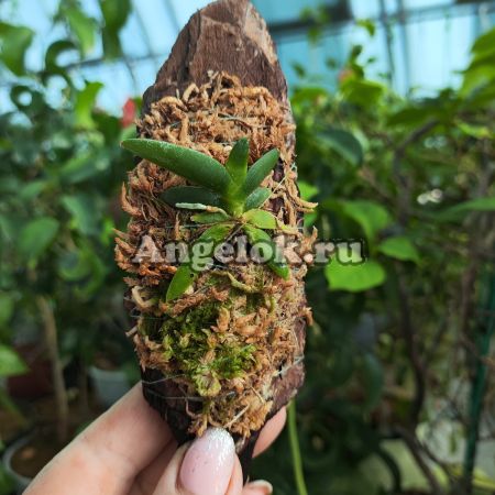 фото Ангрекум (Angraecum leonis) от магазина магазина орхидей Ангелок