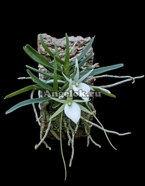 фото Ангрекум (Angraecum elephantinum) от магазина магазина орхидей Ангелок