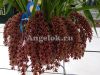 фото Цимбидиум (Cymbidium Dorothy Stockstill) Cascade от магазина магазина орхидей Ангелок