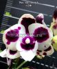 фото Фаленопсис Биг Лип (Phalaenopsis Miki Clownfish) Тайвань от магазина магазина орхидей Ангелок