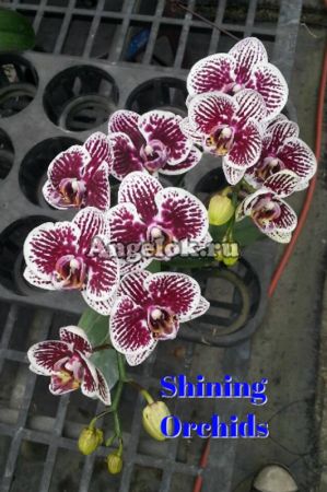 фото Фаленопсис (Phalaenopsis Shining Danaus genutia) Тайвань от магазина магазина орхидей Ангелок