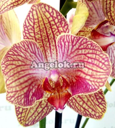 фото Фаленопсис Равелло (Phalaenopsis Ravello) от магазина магазина орхидей Ангелок