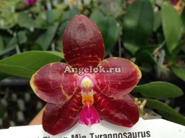 фото Фаленопсис (P.Zheng Min Tyrannosaurus x sib) Тайвань от магазина магазина орхидей Ангелок