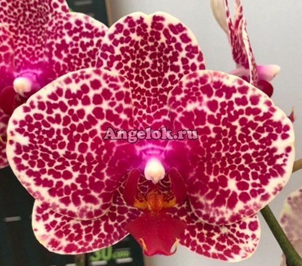 фото Фаленопсис Сезам (Phalaenopsis OX Red Sesame) Тайвань от магазина магазина орхидей Ангелок
