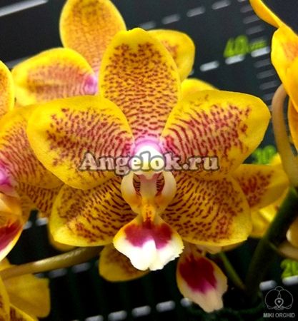 фото Фаленопсис (Phalaenopsis Miki Big Wave) Тайвань от магазина магазина орхидей Ангелок