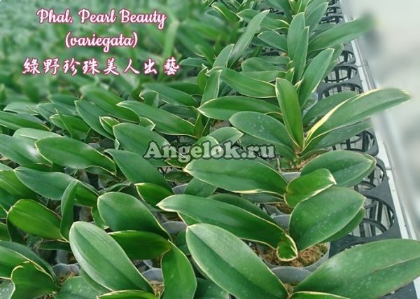 фото Фаленопсис вариегатный (Phalaenopsis Pearl Beauty) Тайвань от магазина магазина орхидей Ангелок