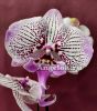 Фаленопсис Биг Лип Венус (Phalaenopsis Venus Kizz)