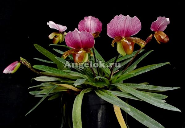 фото Пафиопедилум Чарльзворта (Paphiopedilum charlesworthii) Тайвань от магазина магазина орхидей Ангелок