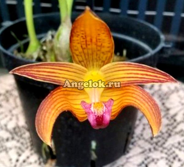 фото Бульбофиллум Лобба (Bulb.lobbii var. Clapotense) Тайвань от магазина магазина орхидей Ангелок