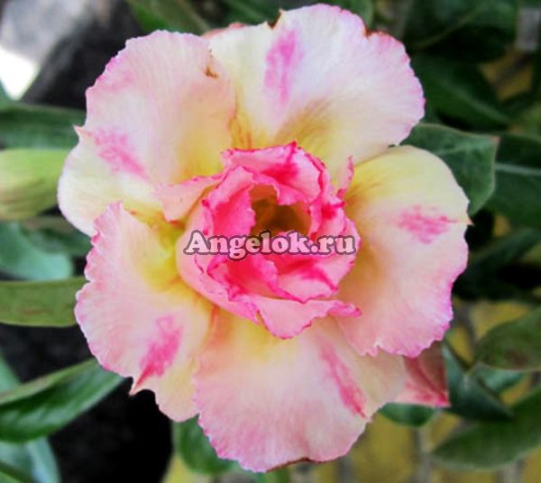 фото Адениум (Adenium obesum Tong shompoo) от магазина магазина орхидей Ангелок