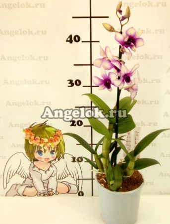 Дендробиум фаленопсис (Dendrobium Phalaenopsis ) d-12