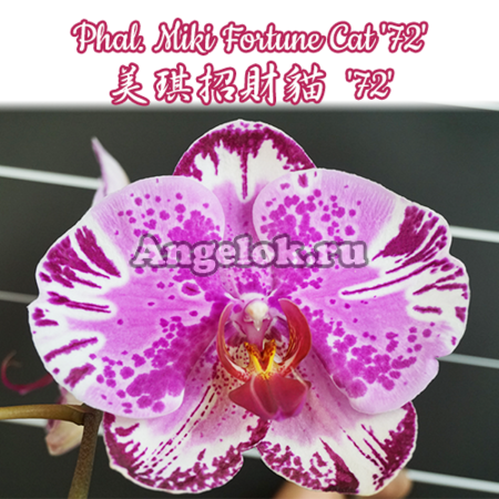 фото Фаленопсис (Phalaenopsis Miki Fortune Cat '72') Тайвань от магазина магазина орхидей Ангелок