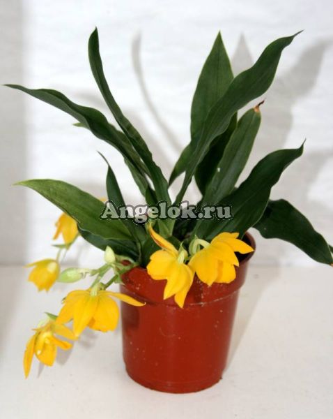фото Променея (Promenaea Sunlight) детка от магазина магазина орхидей Ангелок