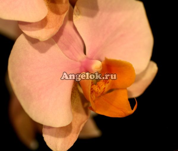 фото Фаленопсис Тулкан (Phalaenopsis Tulkan) от магазина магазина орхидей Ангелок