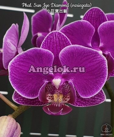 фото Фаленопсис детка (Phalaenopsis Sun Jye Diamond variegata) Тайвань от магазина магазина орхидей Ангелок
