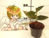Сингониум (Syngonium Erythrophyllum)