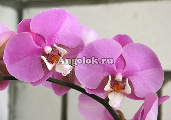 фото Фаленопсис (Phalaenopsis Hilo Lip) от магазина магазина орхидей Ангелок