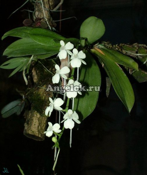 фото Аэрангис лимонно-желтый (Aerangis citrata) от магазина магазина орхидей Ангелок