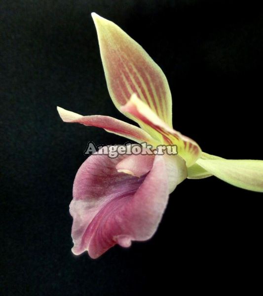 фото Кохлеантес (Stenizella Risaralda) от магазина магазина орхидей Ангелок