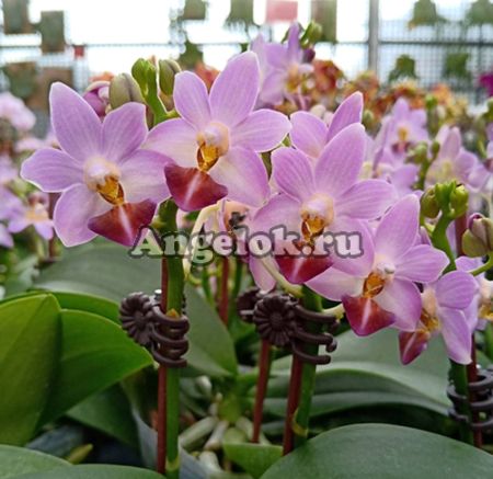 фото Фаленопсис (Phalaenopsis Evarise Blue Angel) Тайвань от магазина магазина орхидей Ангелок
