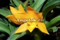 фото Променея (Promenaea silvana) от магазина магазина орхидей Ангелок