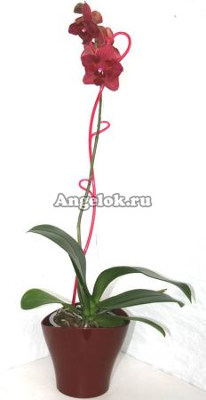 Фаленопсис (Phalaenopsis ) ph-80