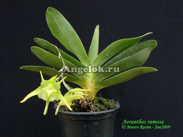 фото Аэрантес (Aeranthes grandiflora) от магазина магазина орхидей Ангелок