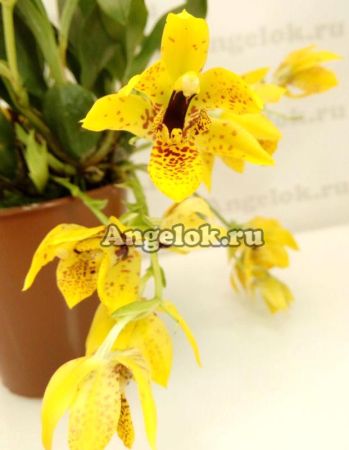 фото Променея (Promenaea Meadow Gold) от магазина магазина орхидей Ангелок