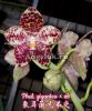 фото Фаленопсис Гигантея (Phalaenopsis gigantea x sib) Тайвань от магазина магазина орхидей Ангелок