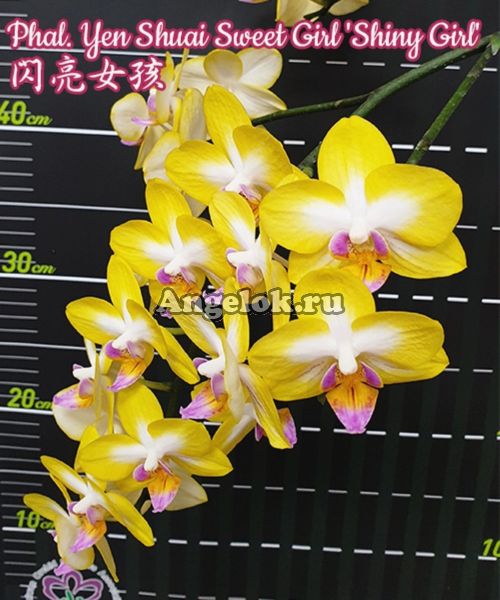фото Фаленопсис (Phalaenopsis Yen Shuai Sweet Girl 'Shiny Girl') Тайвань от магазина магазина орхидей Ангелок