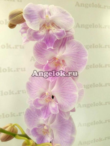 фото Фаленопсис Биг Лип (Phalaenopsis Yu Pin fire works) от магазина магазина орхидей Ангелок