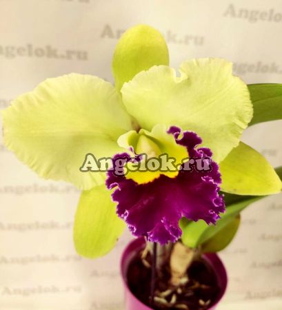 фото Каттлея (Blc.Ahchung Emerald) от магазина магазина орхидей Ангелок