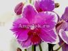 фото Фаленопсис Морозная ягода (Phalaenopsis Frosty berry) от магазина магазина орхидей Ангелок