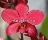 фото Фаленопсис (Phalaenopsis ) ph-49 от магазина магазина орхидей Ангелок