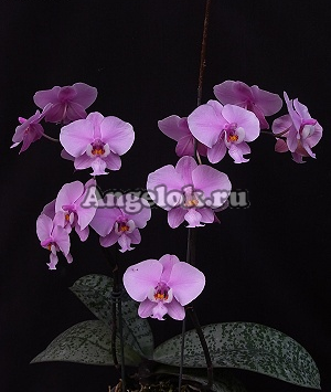 фото Фаленопсис Шиллера детка (P.Schilleriana 'Pink Butterfly' AM/AOS) Тайвань от магазина магазина орхидей Ангелок