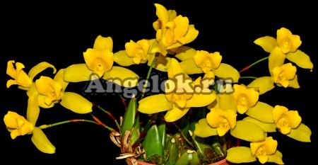 фото Ликаста (Lycaste macrobulbon) от магазина магазина орхидей Ангелок