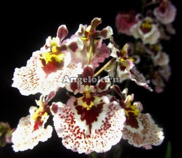 фото Толумния (Tolumnia Jairak Firm Brown Brush) от магазина магазина орхидей Ангелок