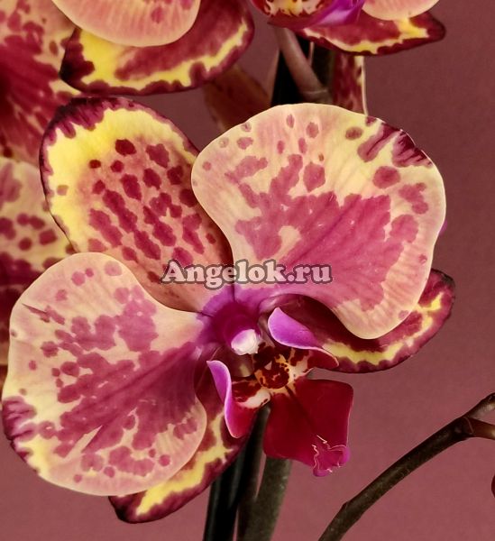 фото Фаленопсис (Phalaenopsis Ark's Happy Magician) от магазина магазина орхидей Ангелок